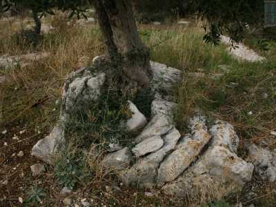A un certo punto del percorso la fitta selva lascia spazio a una distesa di maestosi ulivi secolari, vere e proprie sculture i cui tronchi attorcigliati assumono le forme pi� strane